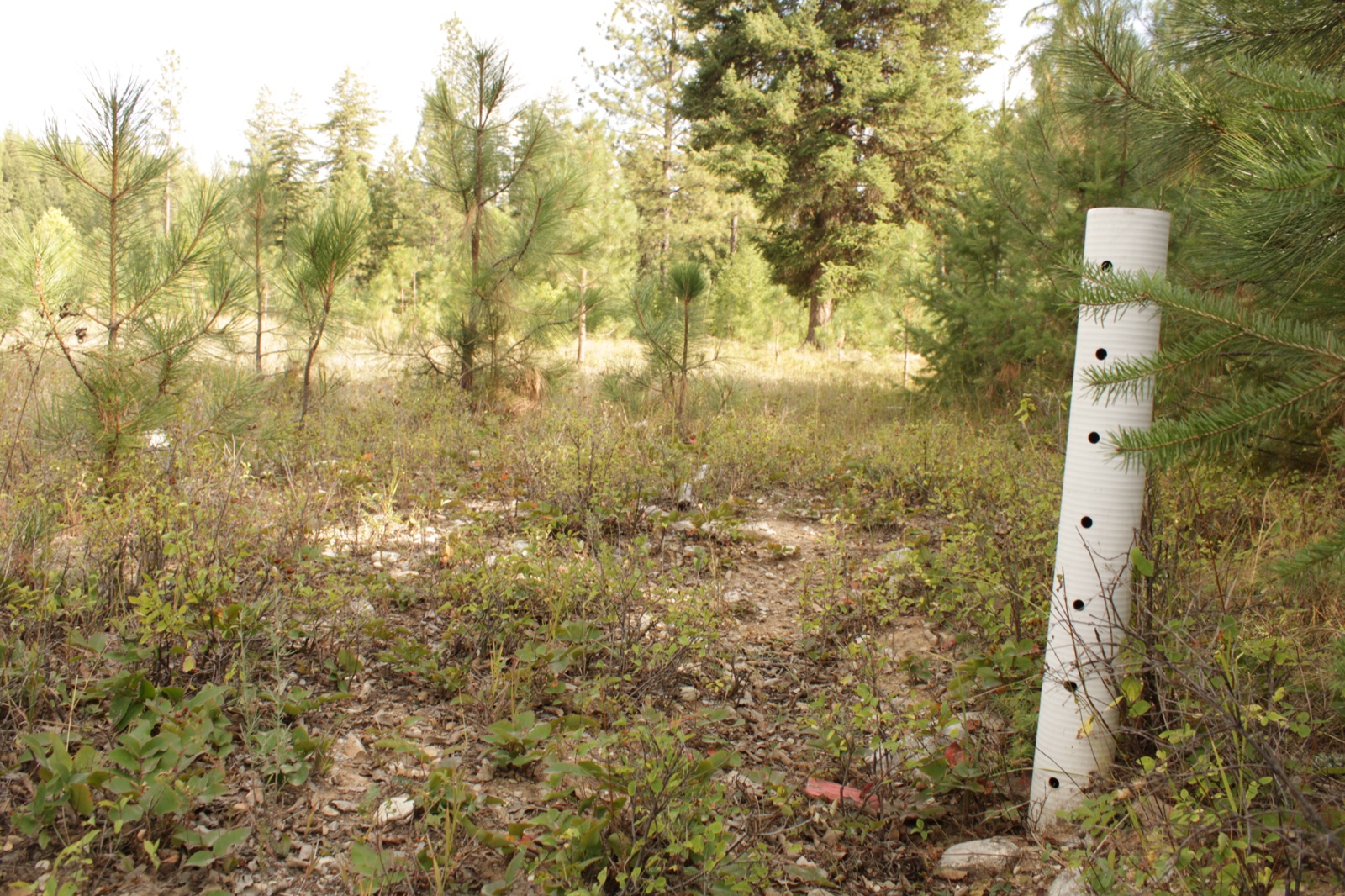 Photo of PRIVATE MONTANA 2 ac Parcel, trees & meadow, close to Public Land